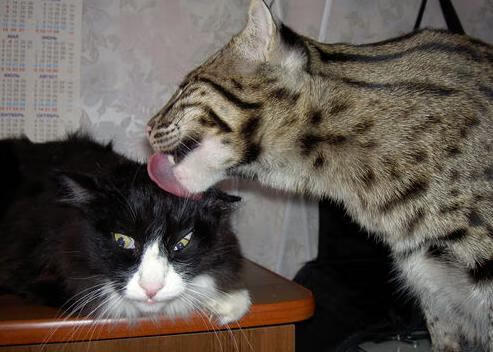 青少年体育活动参与动机及其变化研究，参与体育活动的动机因素有哪些