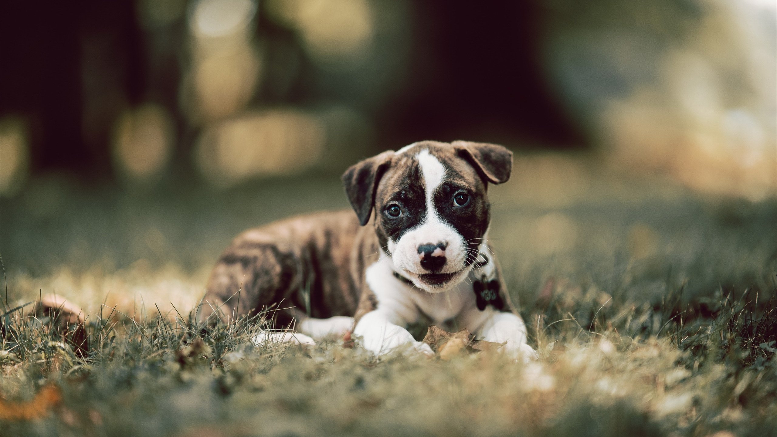 开云体育网址-CBA球队推动数据主导的技战术调整，cba数据软件