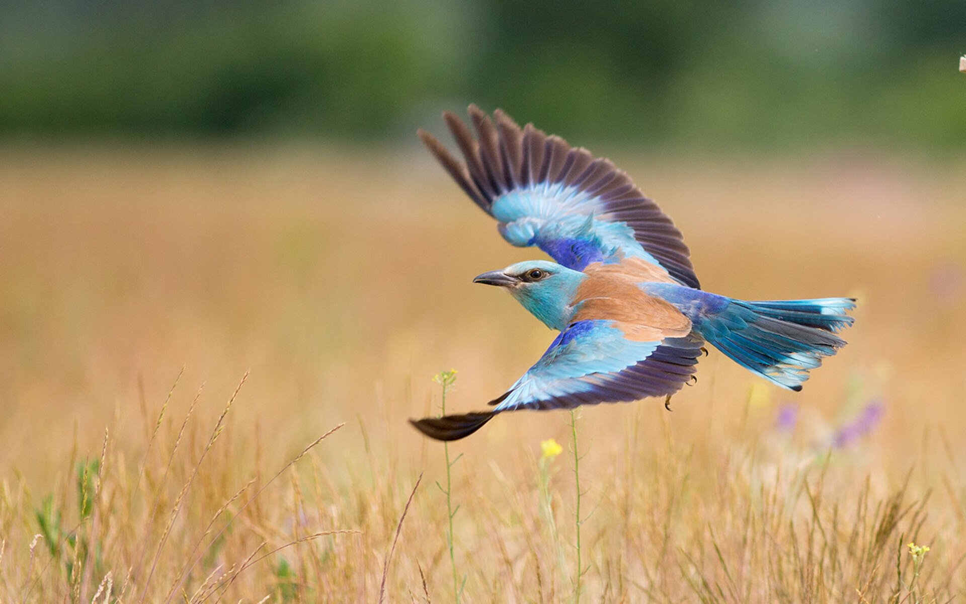 乒乓新赛季:2024混合团体世界杯赛制揭秘,2022乒乓球团体世界杯