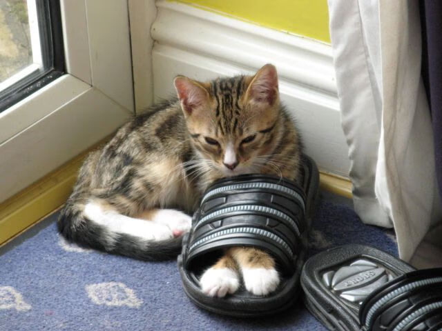 开云体育官网app-国家队备战缺少科学支持体系，国家队备战缺少科学支持体系怎么办