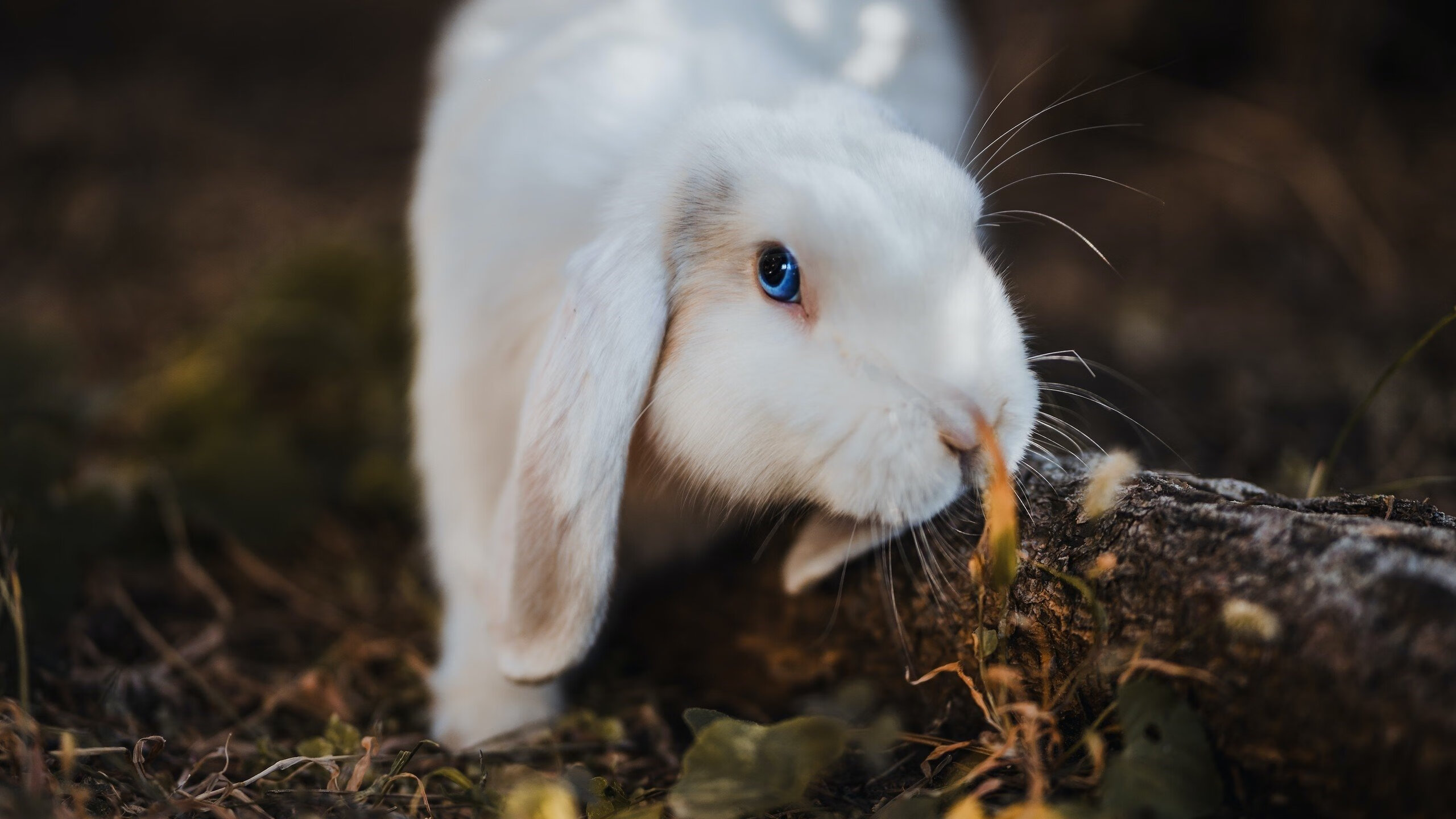 开云体育网站-中国足球俱乐部开展足球历史文化主题月活动，我国足球文化