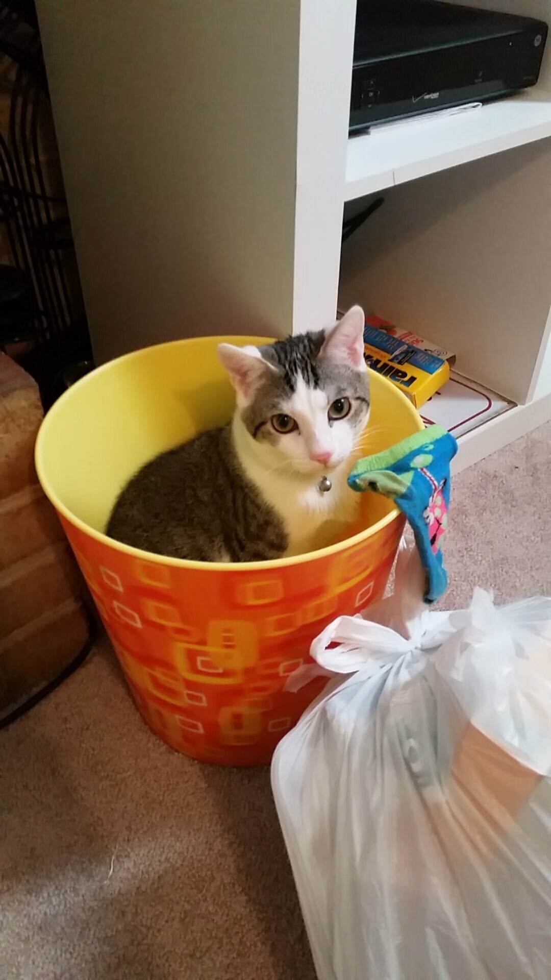 开云在线入口-哈斯克刷新个人100米自由泳最佳成绩，哈克和自由深蹲