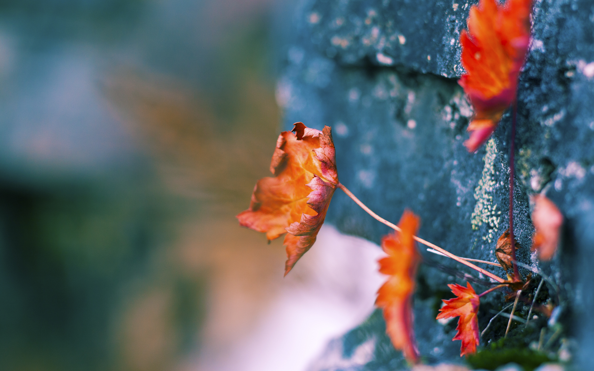开云体育足球-奥康纳精准的传球与意识，使袋鼠队攻势如潮，袋鼠和奥康的哪个档次高些