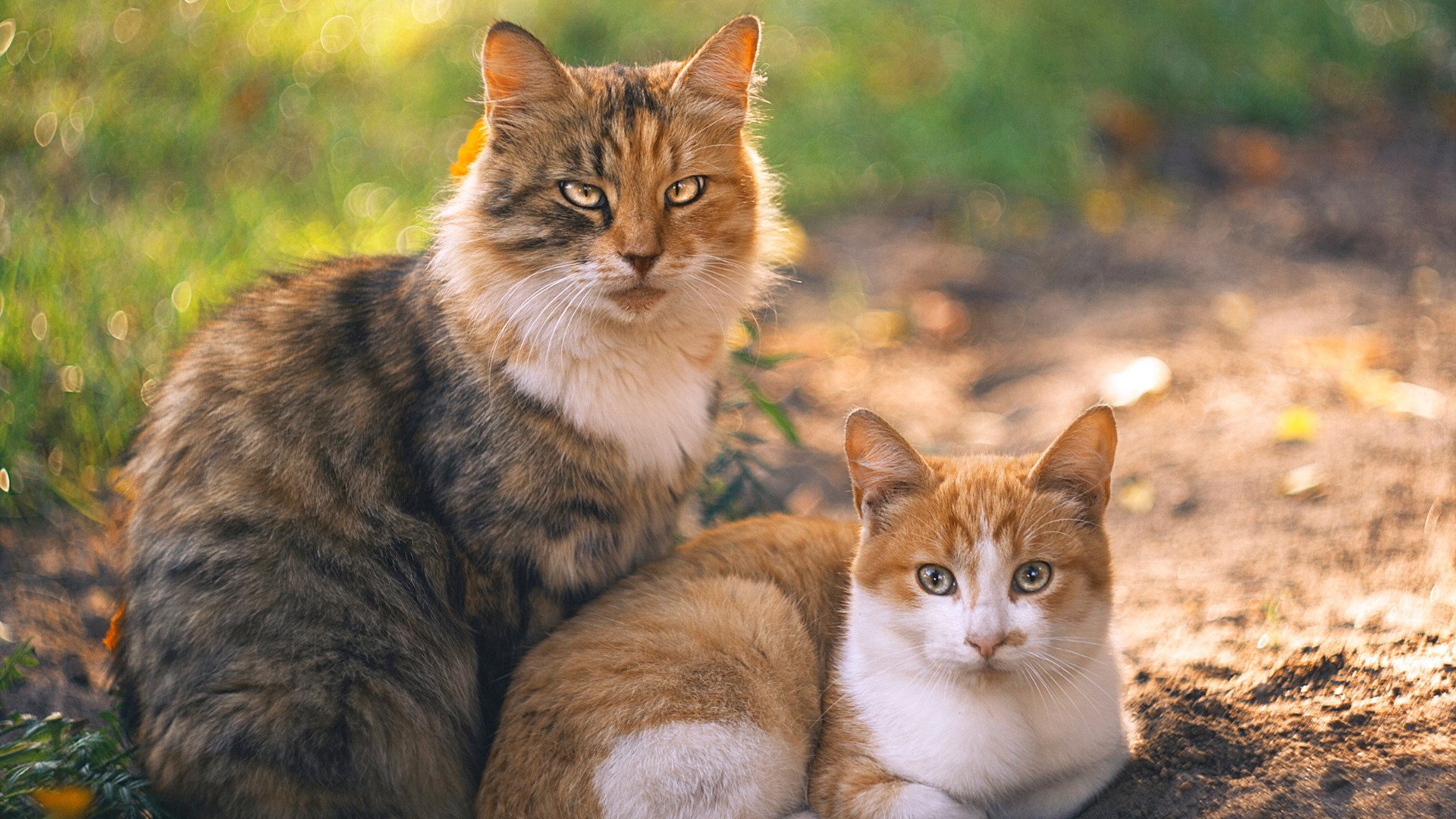球迷创作主题画展登陆城市地标传播体育文化魅力与情怀,球迷简笔画