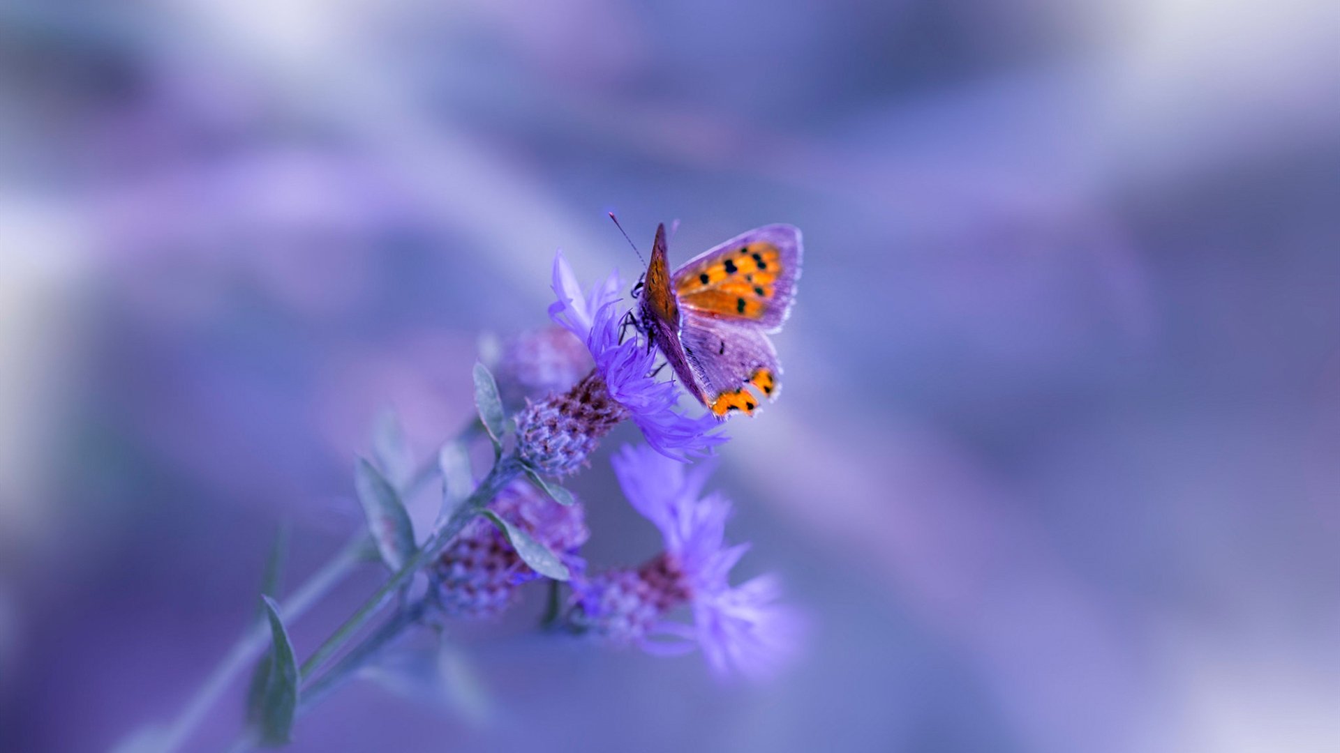 范奥特尔戴克蝶泳50米决赛亮相,范戴克凯尔特人