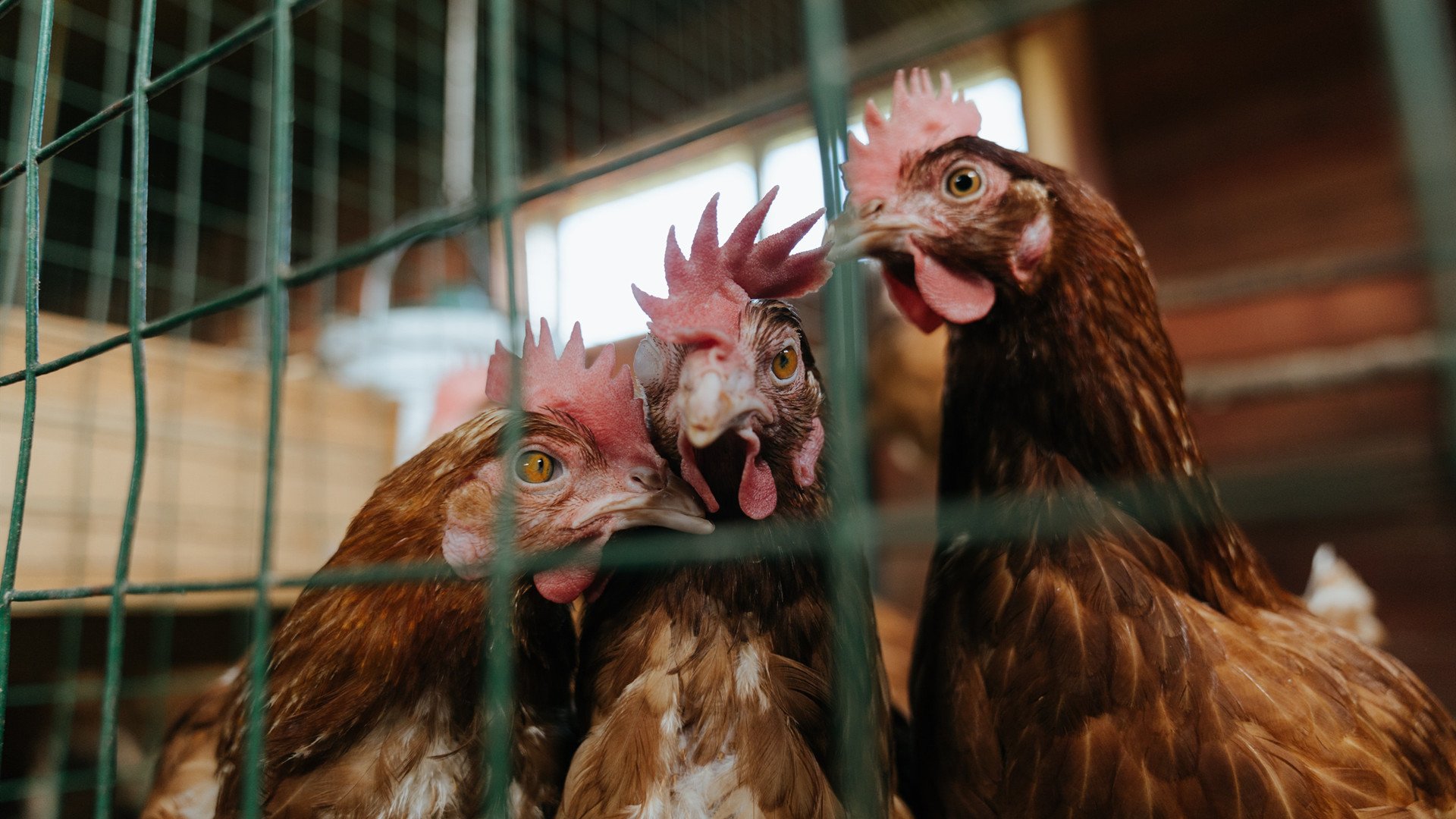 蛙泳比赛瑞士展现强劲实力,世界蛙泳冠军教学视频